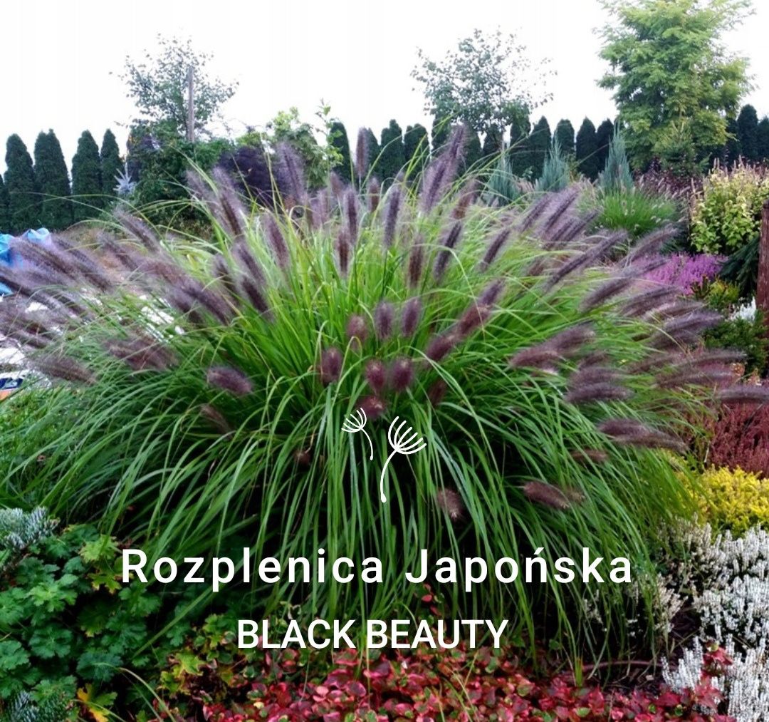 Rozplenica Japońska Pennisetum alopecuroides "Black Beauty" czarna P11