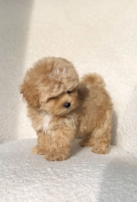 Мальтипу дівчинка