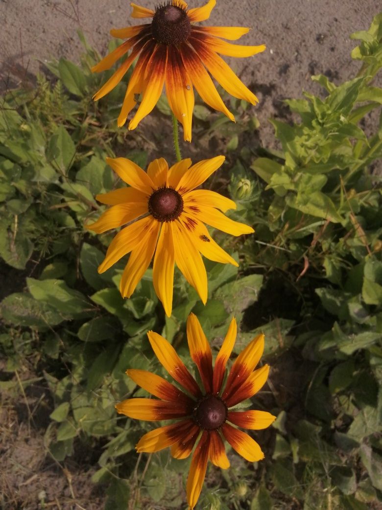 Rudbekia hirta - sadzonki