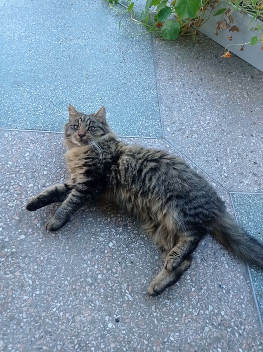 Віддам котиків у добрі руки