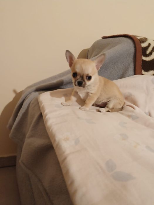 Malutka dziewczynka chihuahua