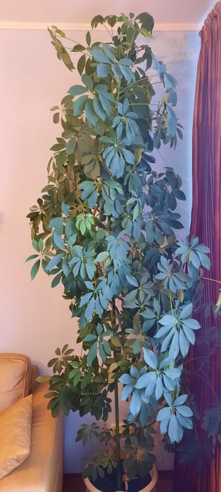 Шефлера высота 2,8 м