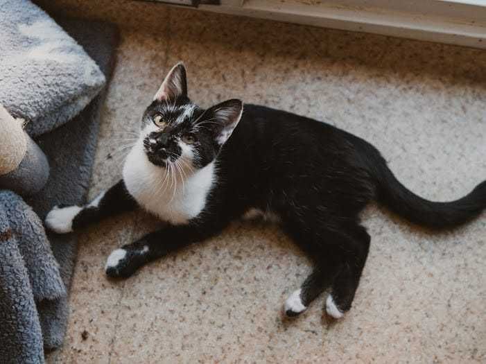 Do adopcji kocurek