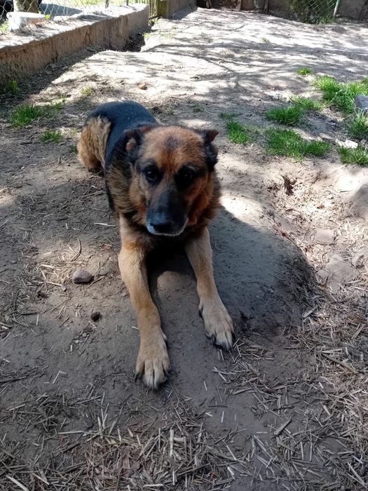 Dżeki szuka kochającego domu