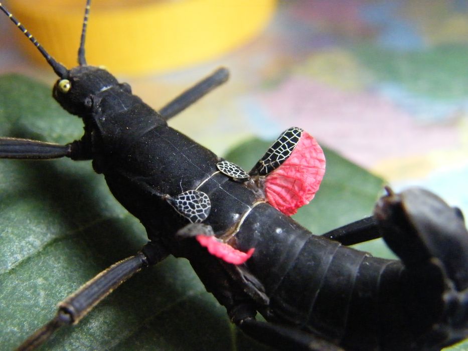 Jaja straszyk diabelski