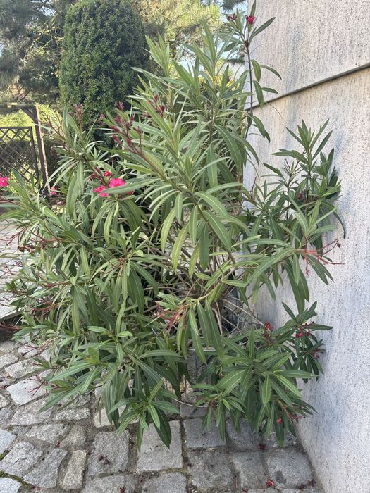 Oleander, pełne kwiaty, różowy, duzy