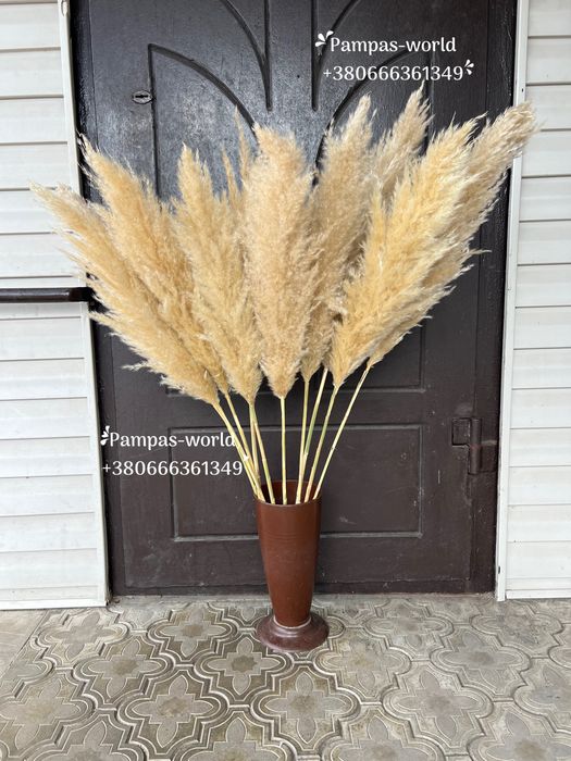 Кортадерія , кортадерія