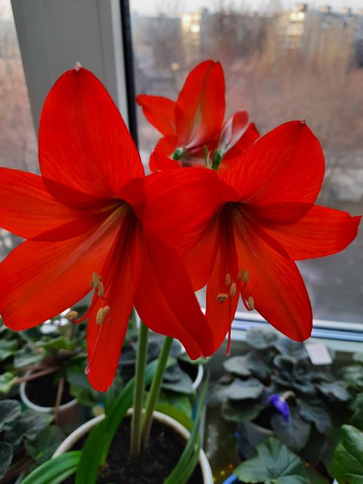 Амариллис бордовый