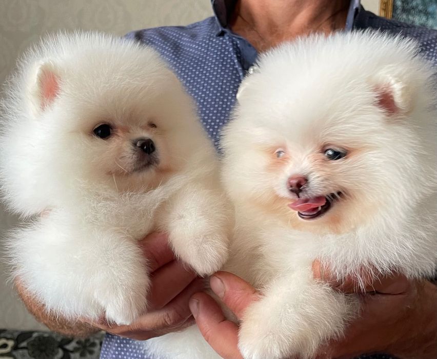 Мальчики мишки белые  Померанские!