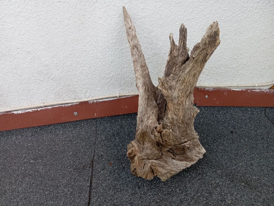 Korzenie do akwarium cd ,terrarium duży wybór !