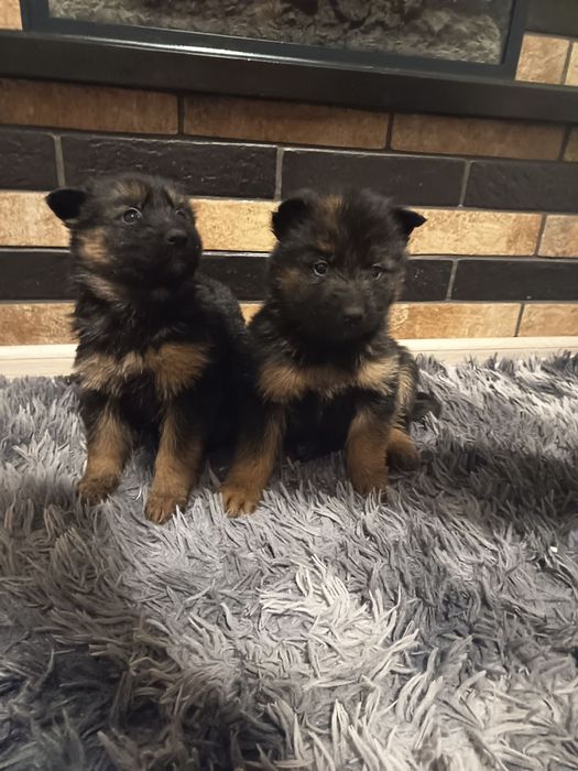 Німецька вівчарка