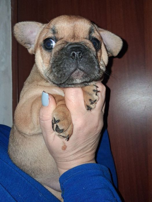 Маленька красуня шукає свою родину
На продаж готується чарівна дівчи