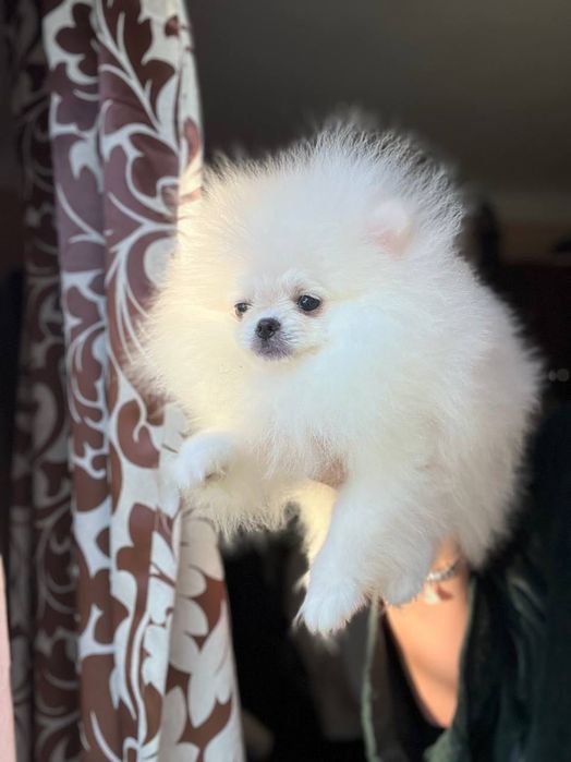 Szpic Pomeranian