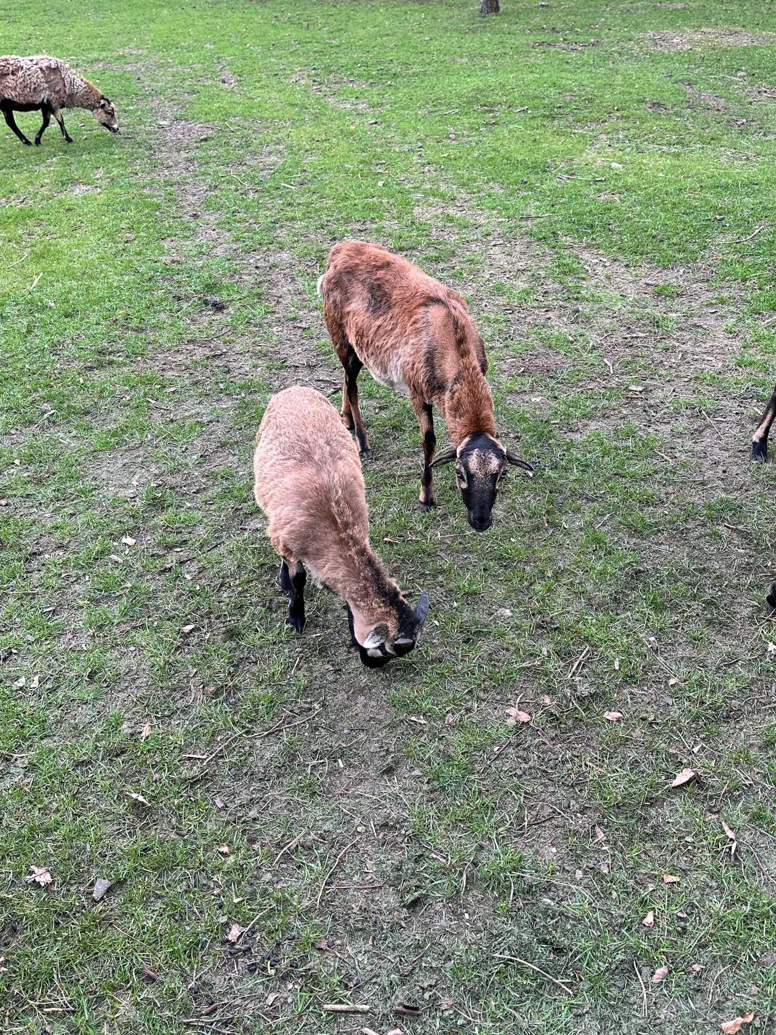 Owce Kameruńska roczne i dwuletnie