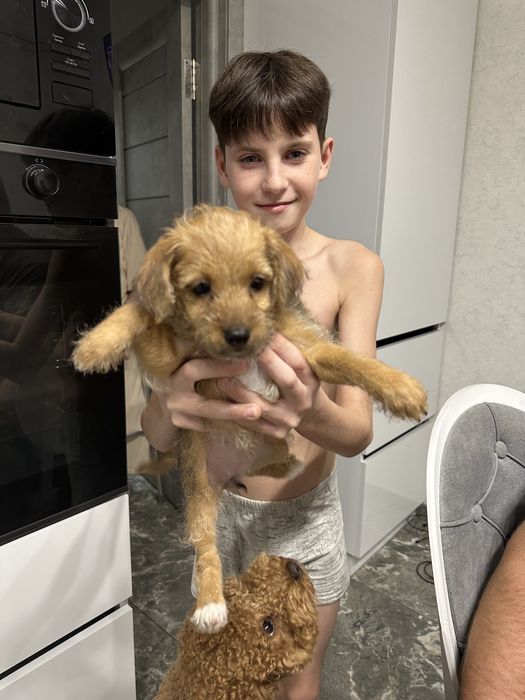 Дарю щеночка с двумя прививками по возрасту. 2 месяца