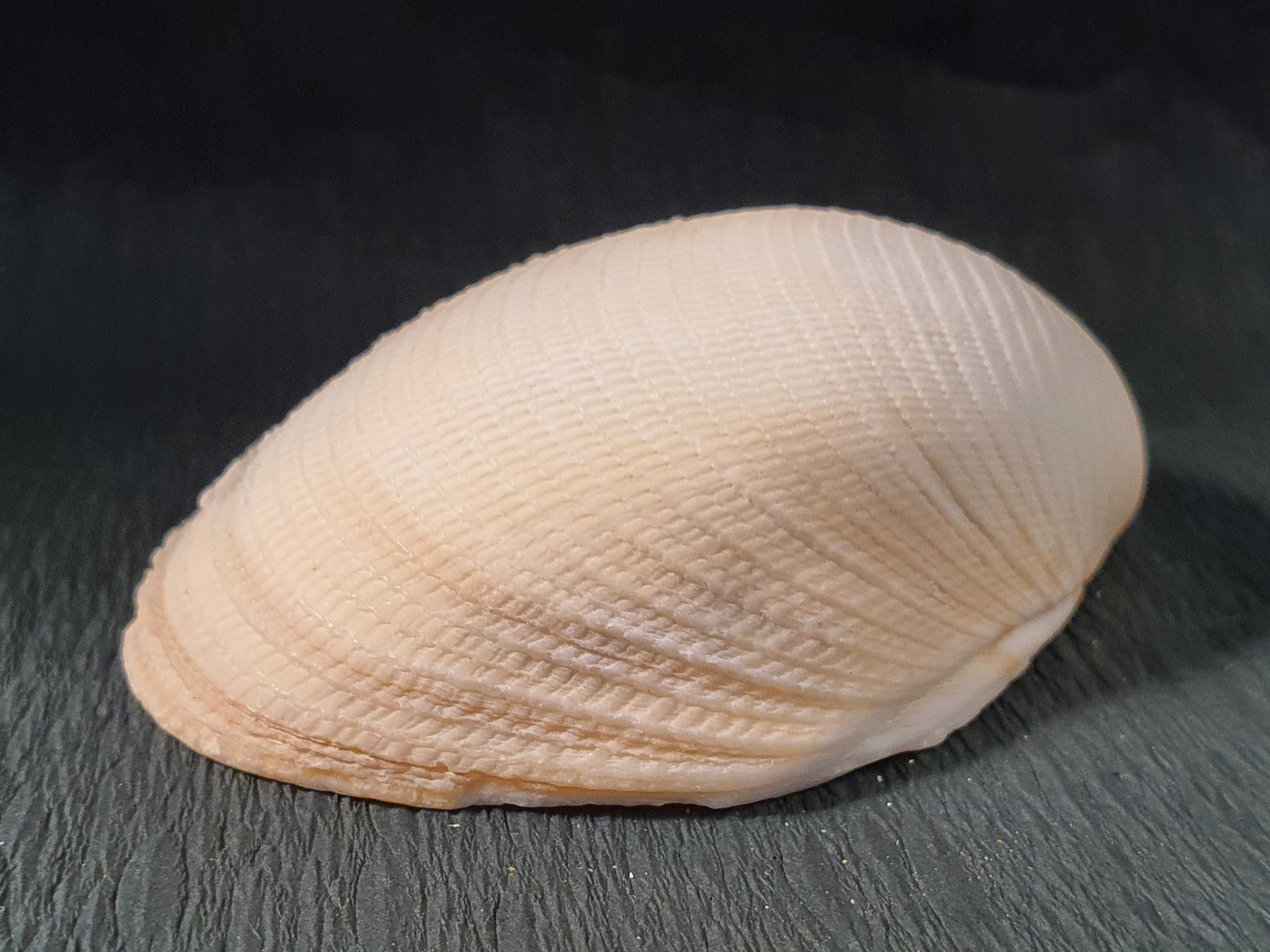 Muszla morska o wymiarach 75 x 65 x 20 mm (nr 42)