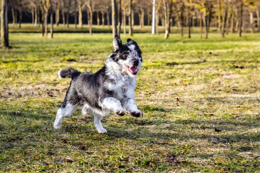 Szorstki biało czarny cudowny pies do adopcji