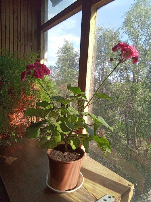 Пеларгония Розалинда, маточник.