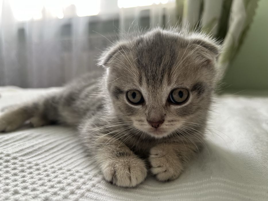 Шотландське висловухе кошеня, хлопчик