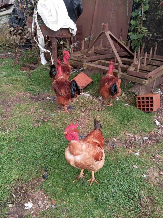 Vendo Galos criados ao ar livre