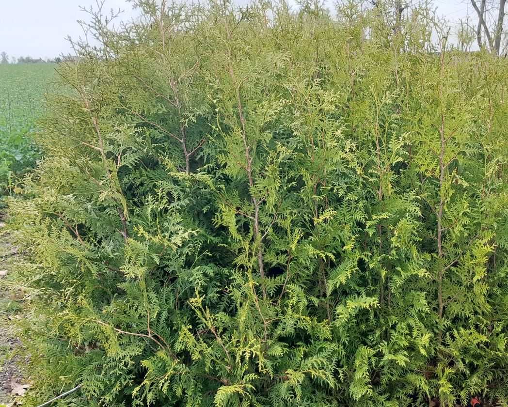 Sprzedam Tuja Thuja Szmaragd Brabant Żywotnik donica