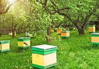 Продам пчелиные семьи с ульями