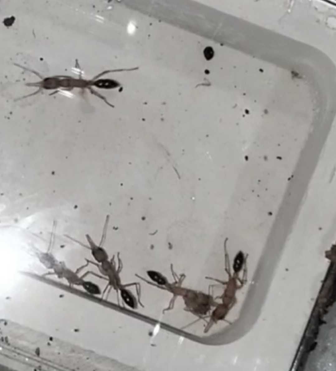 Муравьи мурахи Harpegnathos saltator