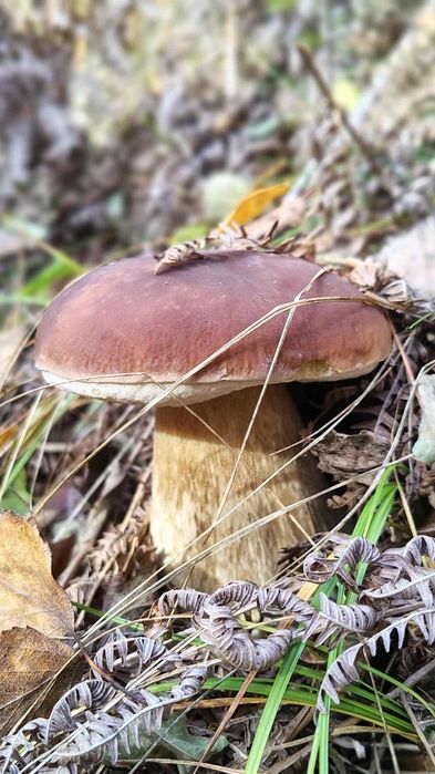 Грибний   порошок