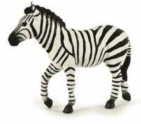 Zebra Samiec, Papo