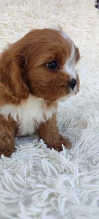 **Cavapoo**Chłopak**