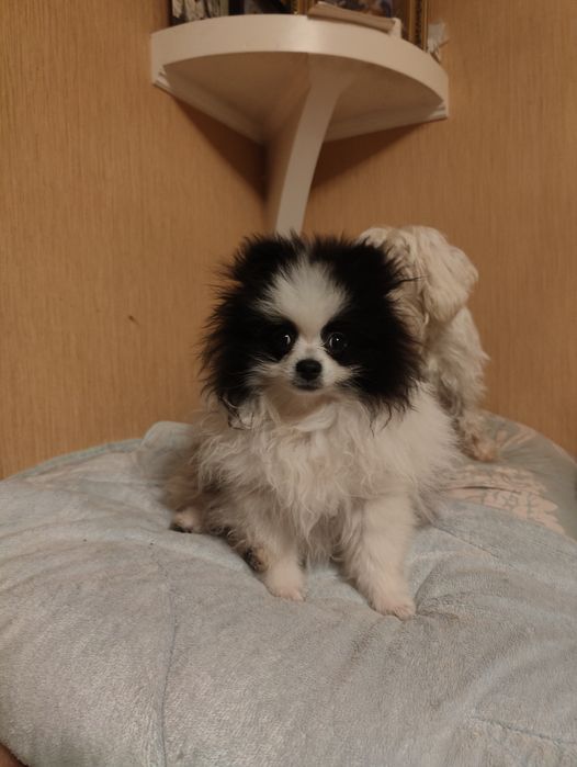 Щенок померанского щпица мальчик