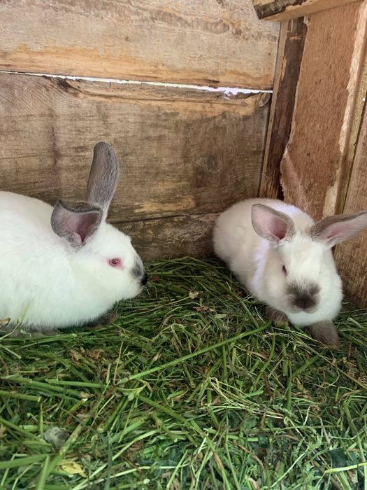 Продам кролики каліфорнійці