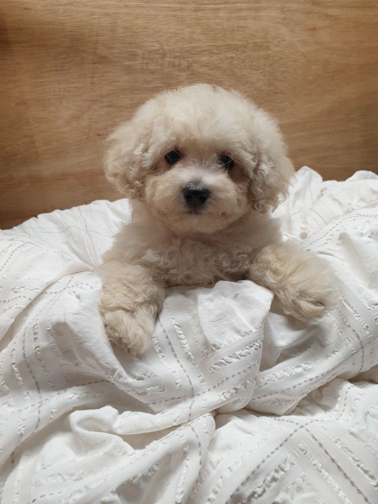 Poochon/ Bichpoo/ Bichon/ Pudel. Chłopczyk.