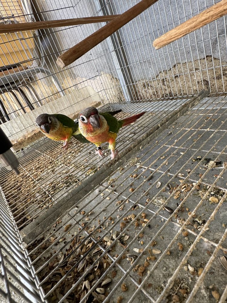Varias aves domesticadas