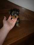 York 8tyg Yorkshire terrier Paszport chip Rodowód