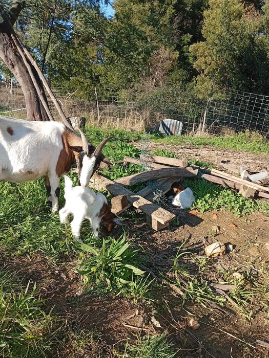Cabritos e cabritas para sair daqui por 3 meses