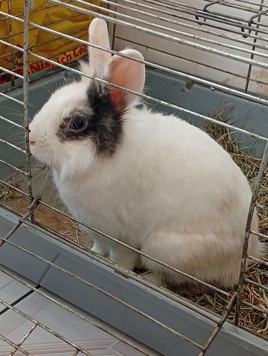 Oddam królika w dobre ręce