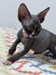 Sphynx bicolor disponivel