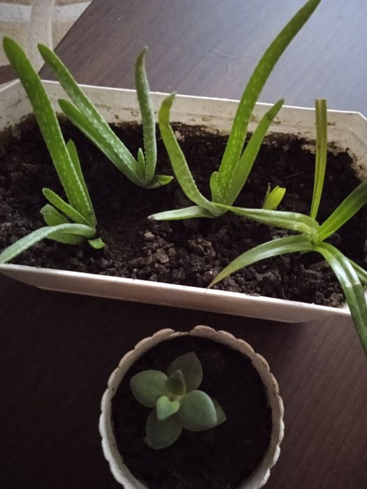 Відростки алое, денежного дерева, панданус по 25 грн