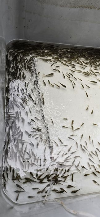 Ryby do stawu, Amur, Tołpyga, Karp Królewski i Pełnołuski