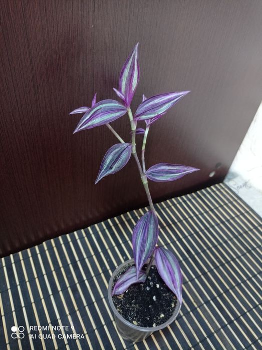 Традесканція зебріна Pink paradise/ Pink paradize