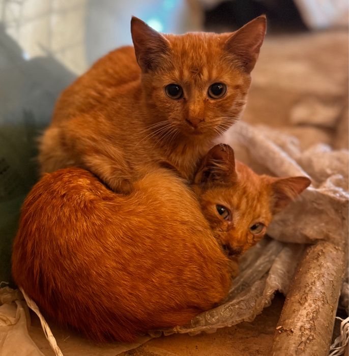 Рижі руді кошенята коти котики