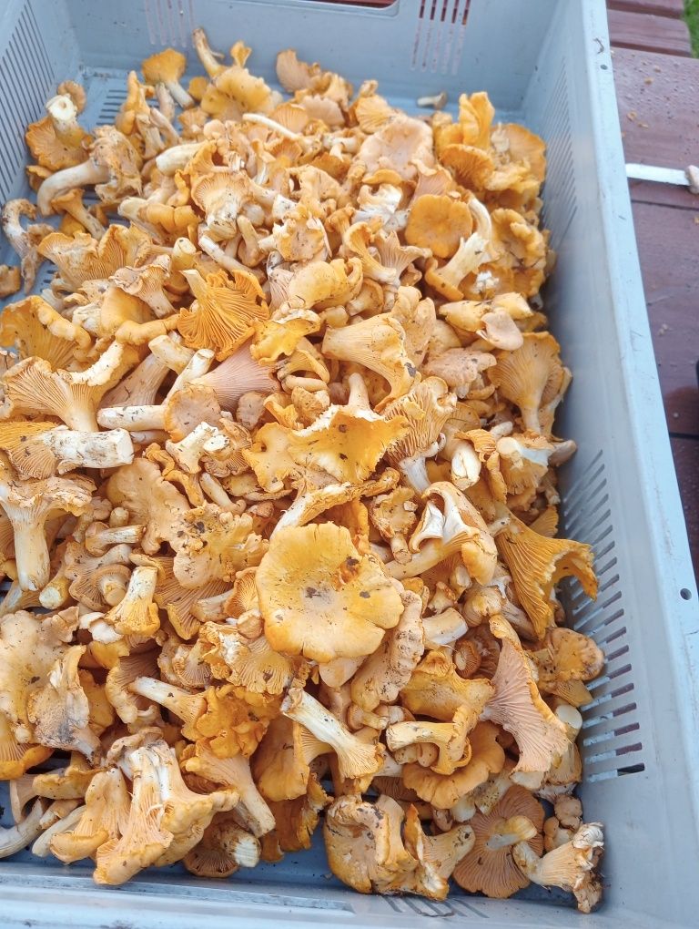 Grzyby świeże 5 kg