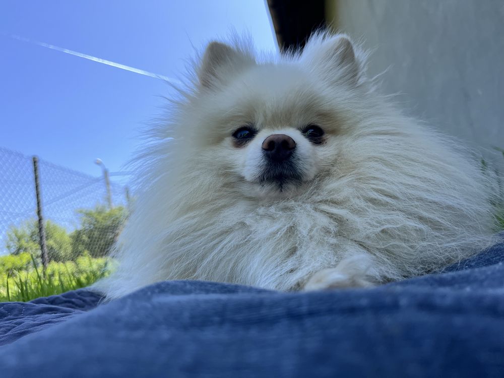 Pomeranian Szpic Miniaturowy