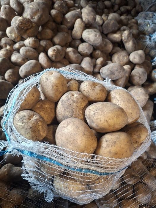 Ziemniaki jadalne katania melodia Lili