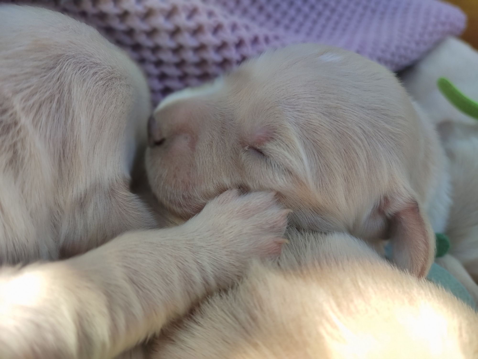 Golden retriever suczka do rezerwacji
