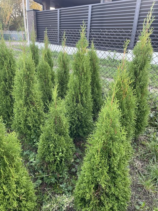 Продаю гарні туї з власного розсадника