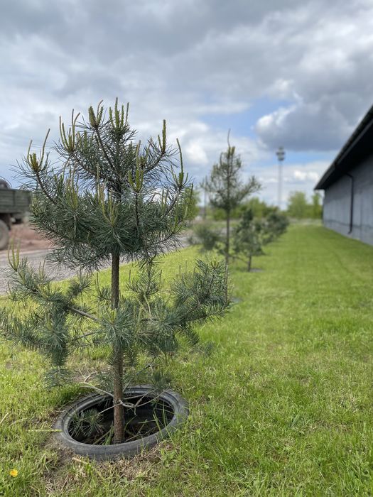 Сосна звичайна, закрита коренева, з комом