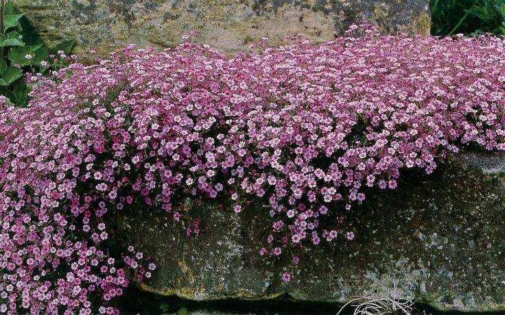 Gipsówka rozesłana 'Rosea'