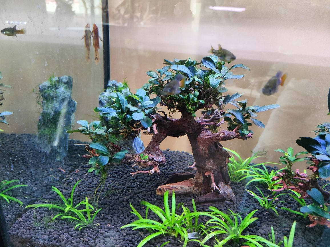 Bonsai akwarium rośliny akwariowe sklep zoologiczny Pirania Olsztyn